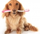 7 סיבות מדוע לצחצח את שיני כלביכם