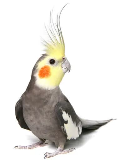קוקטיל