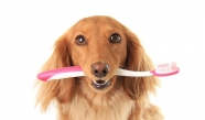 7 סיבות מדוע לצחצח את שיני כלביכם