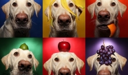 פירות לכלבים - מה מותר ומה אסור?